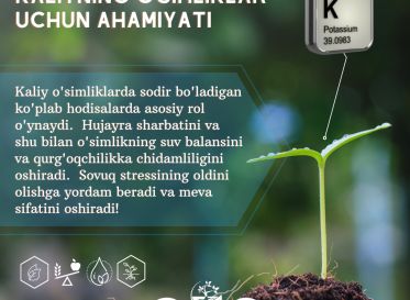 KALIYNING O'SIMLIKLAR UCHUN AHAMIYATI