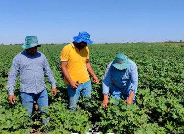 Pamuklarınız Bereket Agro ile büyüyecek