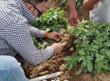 Patatesler Bereket Agro Gübreleri İle Büyüyor!